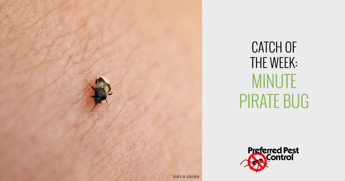 Catch of the Week Minute Pirate Bug